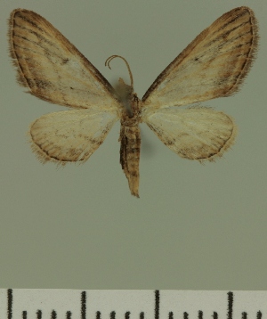  (Eupithecia JLC00451Zw - JLC ZW Lep 00451)  @12 [ ] Copyright (2010) Juergen Lenz Research Collection of Juergen Lenz