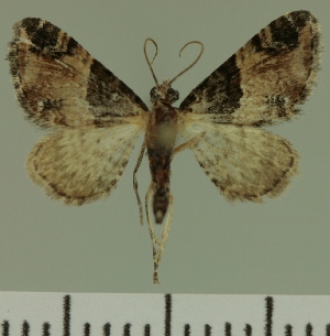  (Eupithecia JLC00454Zw - JLC ZW Lep 00454)  @12 [ ] Copyright (2010) Juergen Lenz Research Collection of Juergen Lenz