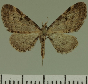  (Eupithecia JLC00456Zw - JLC ZW Lep 00456)  @13 [ ] Copyright (2010) Juergen Lenz Research Collection of Juergen Lenz