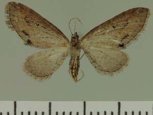  (Eupithecia JLC00461Zw - JLC ZW Lep 00461)  @12 [ ] Copyright (2010) Juergen Lenz Research Collection of Juergen Lenz