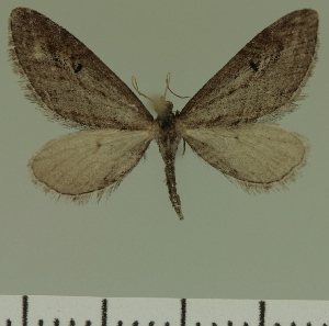  (Eupithecia JLC00464Zw - JLC ZW Lep 00464)  @14 [ ] Copyright (2010) Juergen Lenz Research Collection of Juergen Lenz