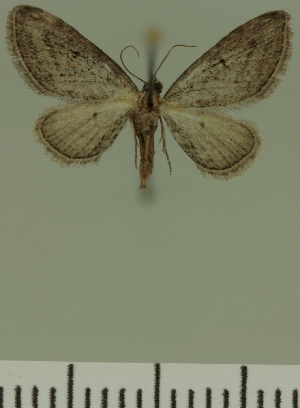  (Eupithecia JLC00466Zw - JLC ZW Lep 00466)  @12 [ ] Copyright (2010) Juergen Lenz Research Collection of Juergen Lenz