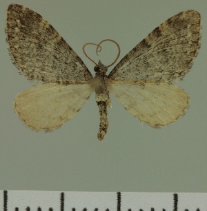  (Eupithecia JLC00468Zw - JLC ZW Lep 00468)  @13 [ ] Copyright (2010) Juergen Lenz Research Collection of Juergen Lenz