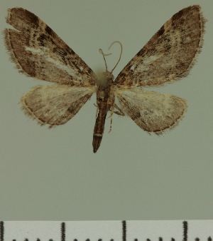  (Eupithecia JLC00470Zw - JLC ZW Lep 00470)  @12 [ ] Copyright (2010) Juergen Lenz Research Collection of Juergen Lenz