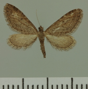  (Eupithecia JLC00472Zw - JLC ZW Lep 00472)  @11 [ ] Copyright (2010) Juergen Lenz Research Collection of Juergen Lenz