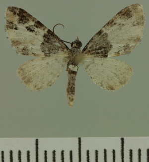  (Eupithecia albistrigata - JLC ZW Lep 00475)  @13 [ ] Copyright (2010) Juergen Lenz Research Collection of Juergen Lenz