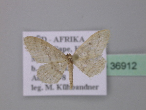  (Idaea consericeata - BC ZSM Lep 36912)  @13 [ ] CreativeCommons - Attribution Non-Commercial Share-Alike (2010) Axel Hausmann SNSB, Zoologische Staatssammlung Muenchen