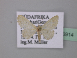  (Idaea AH03SA - BC ZSM Lep 36914)  @13 [ ] CreativeCommons - Attribution Non-Commercial Share-Alike (2010) Axel Hausmann SNSB, Zoologische Staatssammlung Muenchen