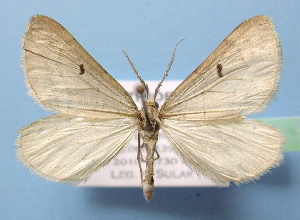  ( - BC ZSM Lep 40504)  @14 [ ] Copyright (2010) Axel Hausmann/Bavarian State Collection of Zoology (ZSM) SNSB, Zoologische Staatssammlung Muenchen