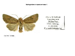  (Estagrotis roseosericea - BC ZSM Lep 40146)  @13 [ ] CreativeCommons - Attribution Non-Commercial Share-Alike (2010) Axel Hausmann SNSB, Zoologische Staatssammlung Muenchen