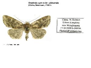  (Oroplexia behouneki - BC ZSM Lep 40189)  @12 [ ] CreativeCommons - Attribution Non-Commercial Share-Alike (2010) Axel Hausmann SNSB, Zoologische Staatssammlung Muenchen