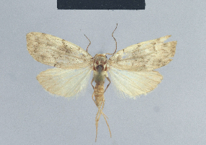  ( - BC ZSM Lep 42110)  @11 [ ] CreativeCommons - Attribution Non-Commercial Share-Alike (2010) Axel Hausmann SNSB, Zoologische Staatssammlung Muenchen