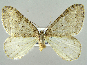  ( - RCIM 0128)  @12 [ ] Copyright (2010) Iva Mihoci Croatian Natural History Museum