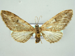  (Eupithecia ochridata - RCIM 0136)  @13 [ ] Copyright (2010) Iva Mihoci Croatian Natural History Museum