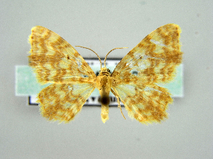  (Hydrelia flammeolaria - RCIM 0140)  @15 [ ] Copyright (2010) Iva Mihoci Croatian Natural History Museum