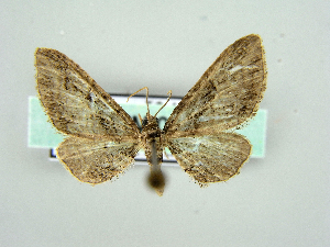  (Eupithecia ericeata - RCIM 0155)  @13 [ ] Copyright (2010) Iva Mihoci Croatian Natural History Museum