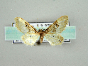  ( - RCIM 0164)  @12 [ ] Copyright (2010) Iva Mihoci Croatian Natural History Museum
