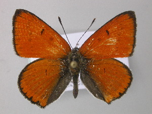  (Lycaena dispar - BC ZSM Lep 49000)  @14 [ ] CreativeCommons - Attribution Non-Commercial Share-Alike (2010) Axel Hausmann SNSB, Zoologische Staatssammlung Muenchen