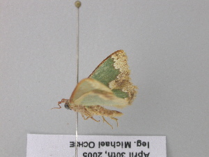  ( - BC ZSM Lep 40544)  @12 [ ] CreativeCommons - Attribution Non-Commercial Share-Alike (2011) Axel Hausmann SNSB, Zoologische Staatssammlung Muenchen