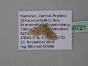  (Idaea AH02GhCa - BC ZSM Lep 40721)  @12 [ ] CreativeCommons - Attribution Non-Commercial Share-Alike (2011) Axel Hausmann SNSB, Zoologische Staatssammlung Muenchen