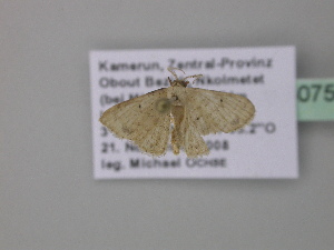  (Idaea pulverariaAH02GhCa - BC ZSM Lep 40756)  @13 [ ] CreativeCommons - Attribution Non-Commercial Share-Alike (2011) Axel Hausmann SNSB, Zoologische Staatssammlung Muenchen