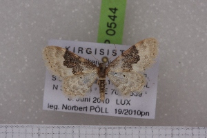  ( - BC NP 0544)  @12 [ ] Copyright (2010) Axel Hausmann/Bavarian State Collection of Zoology (ZSM) SNSB, Zoologische Staatssammlung Muenchen