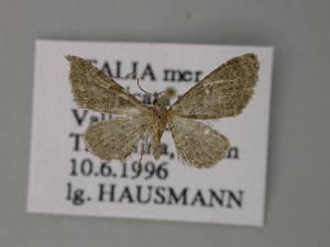  (Eupithecia tenuiataAH01It - BC ZSM Lep 52724)  @11 [ ] CreativeCommons - Attribution Non-Commercial Share-Alike (2011) Axel Hausmann SNSB, Zoologische Staatssammlung Muenchen
