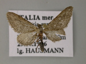  (Eupithecia ochridaria - BC ZSM Lep 52743)  @11 [ ] CreativeCommons - Attribution Non-Commercial Share-Alike (2011) Axel Hausmann SNSB, Zoologische Staatssammlung Muenchen