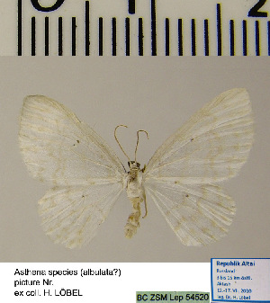  (Asthena albulataHL01Ru - BC ZSM Lep 54520)  @13 [ ] Copyright (2011) Axel Hausmann/Bavarian State Collection of Zoology (ZSM) SNSB, Zoologische Staatssammlung Muenchen