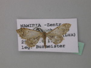  (Idaea AH03Nm - BC ZSM Lep 43153)  @11 [ ] CreativeCommons - Attribution Non-Commercial Share-Alike (2010) Axel Hausmann SNSB, Zoologische Staatssammlung Muenchen