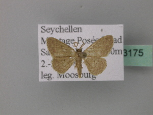  (Idaea AH04Nm - BC ZSM Lep 43175)  @11 [ ] CreativeCommons - Attribution Non-Commercial Share-Alike (2010) Axel Hausmann SNSB, Zoologische Staatssammlung Muenchen