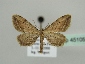  (Idaea attenuaria - BC ZSM Lep 45105)  @14 [ ] CreativeCommons - Attribution Non-Commercial Share-Alike (2010) Axel Hausmann SNSB, Zoologische Staatssammlung Muenchen