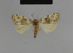  ( - BC ZSM Lep 48174)  @11 [ ] CreativeCommons - Attribution Non-Commercial Share-Alike (2010) Axel Hausmann SNSB, Zoologische Staatssammlung Muenchen