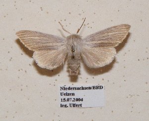  ( - BC ZSM Lep 57003)  @11 [ ] Copyright (2011) Axel Hausmann/Bavarian State Collection of Zoology (ZSM) SNSB, Zoologische Staatssammlung Muenchen
