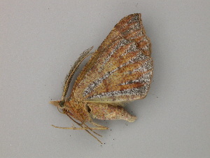  ( - BC ZSM Lep 57039)  @12 [ ] CreativeCommons - Attribution Non-Commercial Share-Alike (2011) Axel Hausmann SNSB, Zoologische Staatssammlung Muenchen