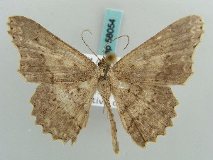  (Luxiaria fictaria - BC ZSM Lep 58054)  @14 [ ] CreativeCommons - Attribution Non-Commercial Share-Alike (2011) Axel Hausmann SNSB, Zoologische Staatssammlung Muenchen