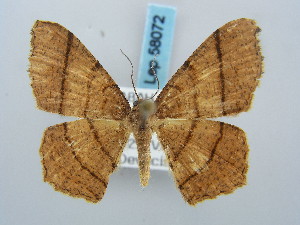  (Chiasmia bornusaria - BC ZSM Lep 58072)  @14 [ ] CreativeCommons - Attribution Non-Commercial Share-Alike (2011) Axel Hausmann SNSB, Zoologische Staatssammlung Muenchen