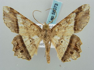  (Chiasmia avitusaria - BC ZSM Lep 58073)  @14 [ ] CreativeCommons - Attribution Non-Commercial Share-Alike (2011) Axel Hausmann SNSB, Zoologische Staatssammlung Muenchen