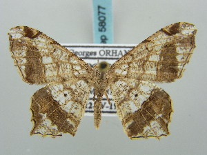 (Chiasmia translineata - BC ZSM Lep 58077)  @12 [ ] CreativeCommons - Attribution Non-Commercial Share-Alike (2011) Axel Hausmann SNSB, Zoologische Staatssammlung Muenchen