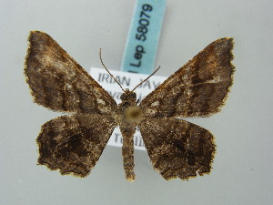  (Chiasmia goramata - BC ZSM Lep 58079)  @13 [ ] CreativeCommons - Attribution Non-Commercial Share-Alike (2011) Axel Hausmann SNSB, Zoologische Staatssammlung Muenchen