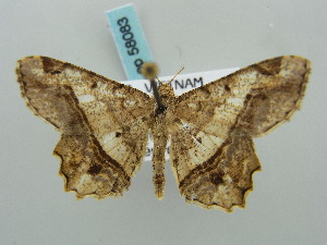  (Chiasmia myandaria - BC ZSM Lep 58083)  @11 [ ] CreativeCommons - Attribution Non-Commercial Share-Alike (2011) Axel Hausmann SNSB, Zoologische Staatssammlung Muenchen
