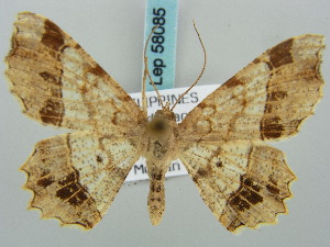  (Chiasmia ruptifascia - BC ZSM Lep 58085)  @13 [ ] CreativeCommons - Attribution Non-Commercial Share-Alike (2011) Axel Hausmann SNSB, Zoologische Staatssammlung Muenchen