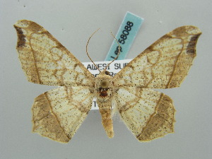  (Chiasmia drepanata - BC ZSM Lep 58088)  @14 [ ] CreativeCommons - Attribution Non-Commercial Share-Alike (2011) Axel Hausmann SNSB, Zoologische Staatssammlung Muenchen