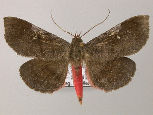  ( - BC ZSM Lep 51575)  @11 [ ] CreativeCommons - Attribution Non-Commercial Share-Alike (2011) Axel Hausmann SNSB, Zoologische Staatssammlung Muenchen