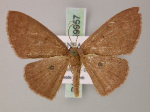  (Cyclophora monetaria - BC ZSM Lep 59957)  @13 [ ] CreativeCommons - Attribution Non-Commercial Share-Alike (2011) Axel Hausmann SNSB, Zoologische Staatssammlung Muenchen