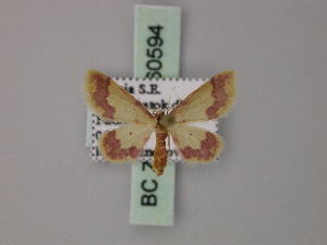  (Idaea nielseni - BC ZSM Lep 60594)  @13 [ ] CreativeCommons - Attribution Non-Commercial Share-Alike (2011) Axel Hausmann SNSB, Zoologische Staatssammlung Muenchen