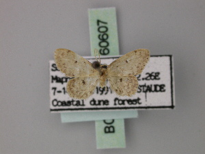  (Idaea trissosemia - BC ZSM Lep 60607)  @12 [ ] CreativeCommons - Attribution Non-Commercial Share-Alike (2011) Axel Hausmann SNSB, Zoologische Staatssammlung Muenchen