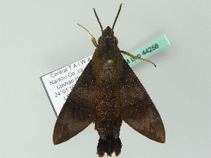  ( - BC ZSM Lep 44258)  @12 [ ] CreativeCommons - Attribution Non-Commercial Share-Alike (2011) Axel Hausmann SNSB, Zoologische Staatssammlung Muenchen