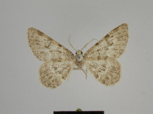  (Gnophos SE20 - SE MNC Lep 00780)  @11 [ ] Copyright (2011) Sven Erlacher Museum of Natural History Chemnitz