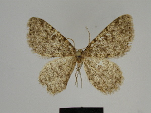  (Gnophos spinicosta - SE MNC Lep 00807)  @14 [ ] Copyright (2011) Sven Erlacher Museum of Natural History Chemnitz